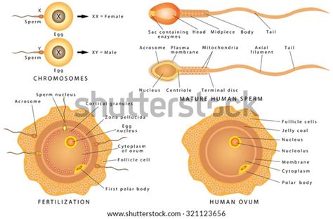 conception ovum sperm mature human sperm stock vector royalty free