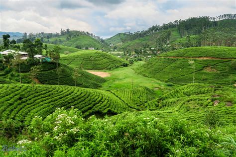 exploring sri lankas tea plantations  bakers journey