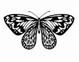 Alexandra Butterfly Coloring Coloringcrew sketch template