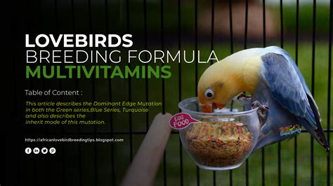 Lovebird Breeding Formula Multivitamin Lovebird Breeding Tips And