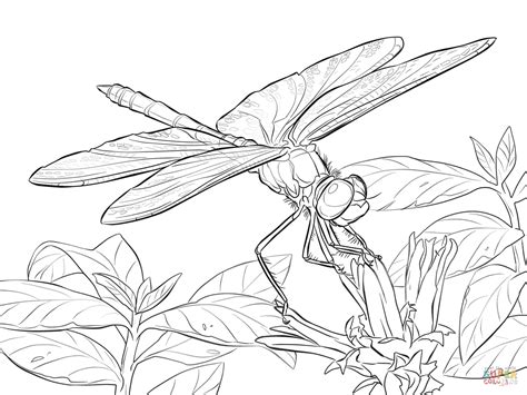 yellow winged darter dragonfly coloring page  printable coloring