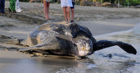 World S Largest Turtle Could Be Extinct In 20 Years