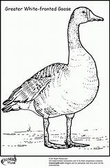 Goose Coloring Geese Pages Migration Baby Duck Greater Popular Library Clipart Coloringhome sketch template