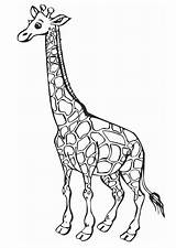 Giraf Kleurplaat Grote Kleurplaten Girafe Giraffe sketch template