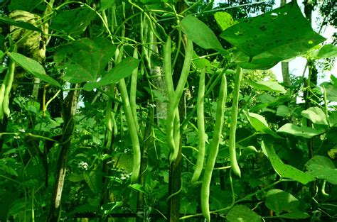 grow beans  complete guide opsafetynow