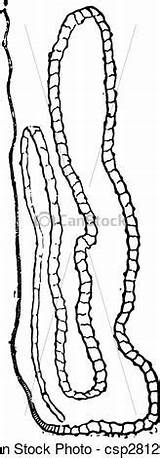 Tapeworm Clipart Clipground Cestoda Engraving Vintage sketch template