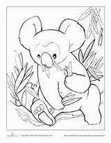 Koala Worksheet Coloring Pages sketch template
