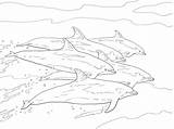 Bottlenose Dolphin Coloring Dolphins School Pages Drawing Printable Colouring Getdrawings Categories sketch template