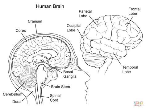 amazing picture  anatomy coloring pages human brain anatomy