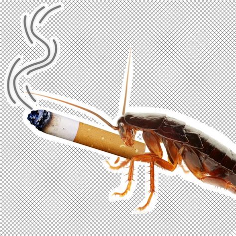 Cigarette Cockroach Spotted In The Nyc Subway System