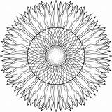 Sunflower Bloom Coloring sketch template
