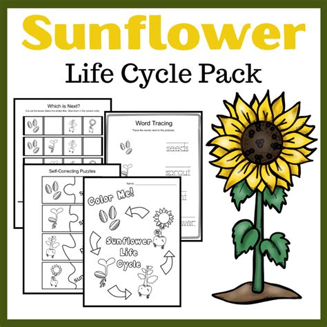 sunflower printables  preschoolers