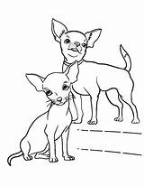 Chihuahua Kleurplaat Kleurplaten Perros Chihuahuas Mascotas Designlooter Malvorlage Uitprinten Downloaden sketch template