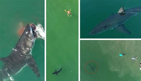 heres  supercut    great white shark drone footage