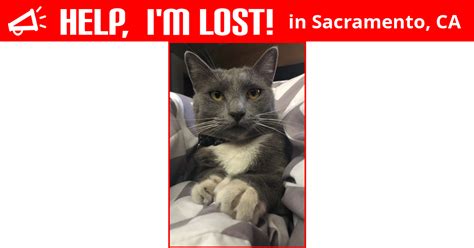 Lost Cat Sacramento California Cali