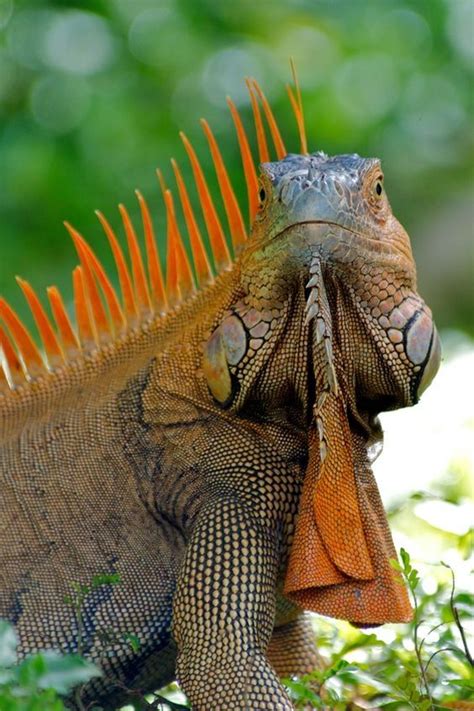 29 Best Rhino Iguana Images On Pinterest Iguanas