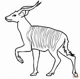 Coloring Antelope Bongo Bongos Kudu Supercoloring Caticorn Antílope sketch template