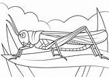 Locust Coloring Pages Rocky Mountain Coloringbay sketch template