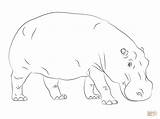 Hippo Hippos Ippopotamo Getdrawings sketch template