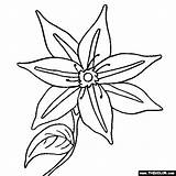 Coloring Clematis Flower Flowers Pages Color Thecolor Choose Board sketch template