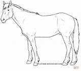 Horse Coloring Pages Horses Drawing Quarter Morgan Draft Printable Mustang Getcolorings Colouring Drawings Color Outline Print Supercoloring sketch template