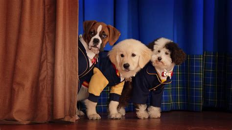 pup academy season     renewed  expected air date