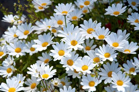 meaning  symbolism   word daisy