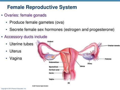Ppt Female Reproductive System Powerpoint Presentation