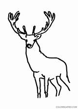 Coloring4free Animals Stag sketch template