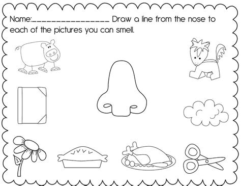 activities   senses worksheets practice  senses kindergarten