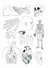 Human Anatomy Coloring Pages Getcolorings Getdrawings sketch template