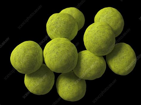 coccus bacteria artwork stock image  science photo library
