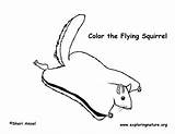 Flying Squirrel Coloring Pages Northern sketch template