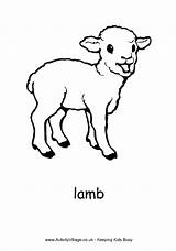 Lamb Colouring Pages Sheep Coloring Lambs Farm Animal Kids Drawing Print Animals Realistic Pdf Village Activity Sheets Spring Template Draw sketch template
