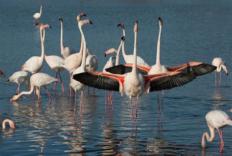 flamingo mating rules 1 learn the funky chicken the new york times
