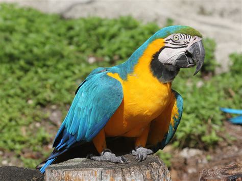 fileblue  yellow macaw rwdjpg wikimedia commons