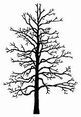 Elm Tree Drawing Getdrawings sketch template