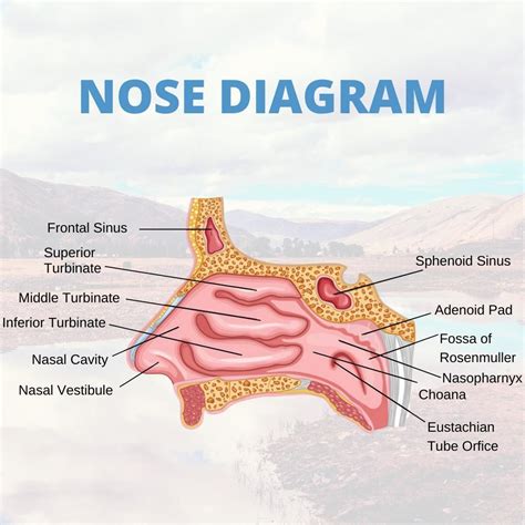 sinusinfo   walls   nose   pairs  small bones