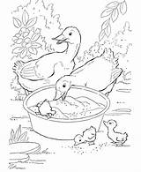 Coloring Pages Duck Ducks Kids Printable Colouring Sheets Color Printables Coloriage sketch template