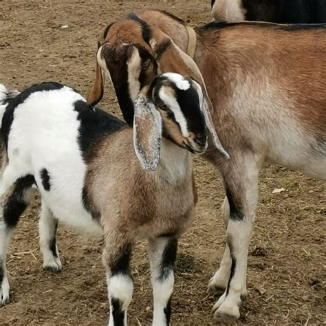 nguni goats trans africa farm