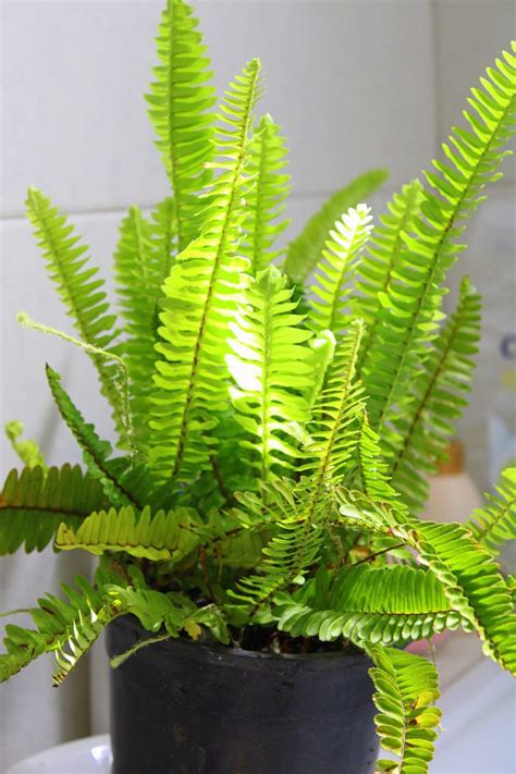 ultimate guide  indoor fern varieties houseplant resource center
