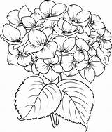 Riscos Geranios Hydrangea Hortensia Graciosos Desenhos 그림 Riscosgraciosos 출처 sketch template