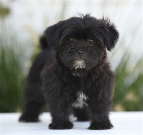 becky  black female shorkie puppy  puppyspot