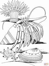 Crab Hermit Coloring Pages Shell Spider Kids Coloriage Imprimer Hermite Bernard Printable Crustacean Colorier Coquillage Et Dessin Drawing Adult Sur sketch template
