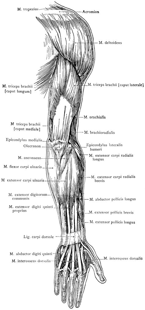 posterior view   superficial muscles   arm clipart