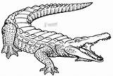 Alligator Stencils sketch template