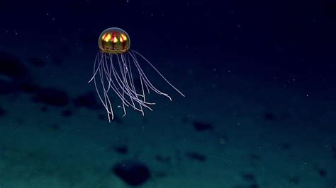 climate change  warmer oceans   deep sea life