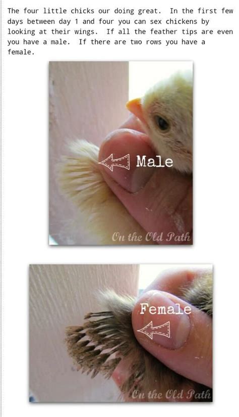 How To Tell If A Chick Is Male Or Female