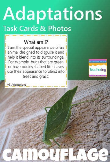 adaptations task cards   task cards vocabulary activities