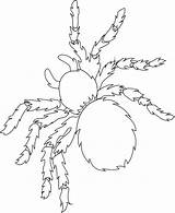 Aranhas Desenho sketch template